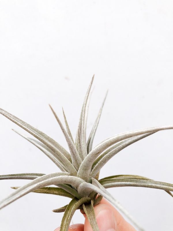 侏儒型黃水晶／Tillandsia ixioides ‘Dwarf' 空氣鳳梨,鳳梨花,淨化空氣,綠化,園藝,Tillandsia