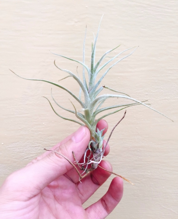 長莖雞毛撢子／Tillandsia tectorum Stem 空氣鳳梨，鳳梨花，淨化空氣，綠化，園藝，Tillandsia