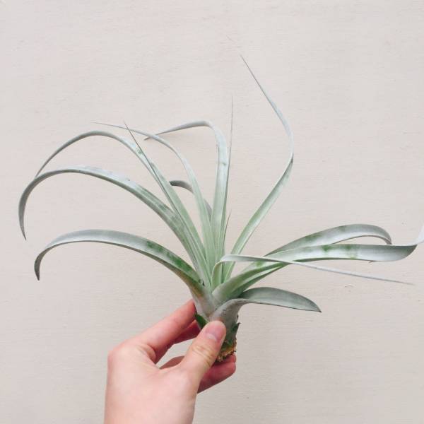 霸王香檳交種／Tillandsia xerographica x chiapensis "Multi-Bract" 空氣鳳梨，鳳梨花，淨化空氣，綠化，園藝，Tillandsia