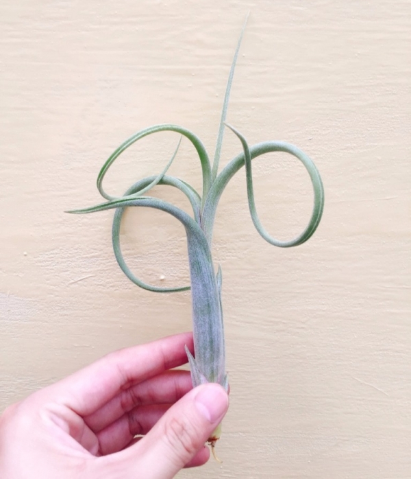 花中花／Tillandsia intermedia 空氣鳳梨,鳳梨花,淨化空氣,綠化,園藝,Tillandsia