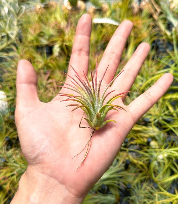 大男孩小精靈／Tillandsia ionantha 'Big Boy' 空氣鳳梨,鳳梨花,淨化空氣,綠化,園藝,Tillandsia