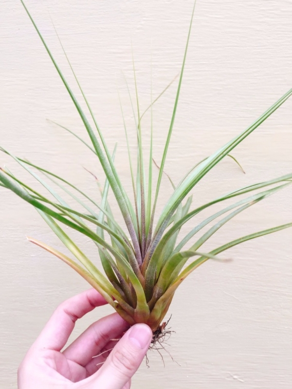 頂上花／Tillandsia rodrigueziana 空氣鳳梨，鳳梨花，淨化空氣，綠化，園藝，Tillandsia