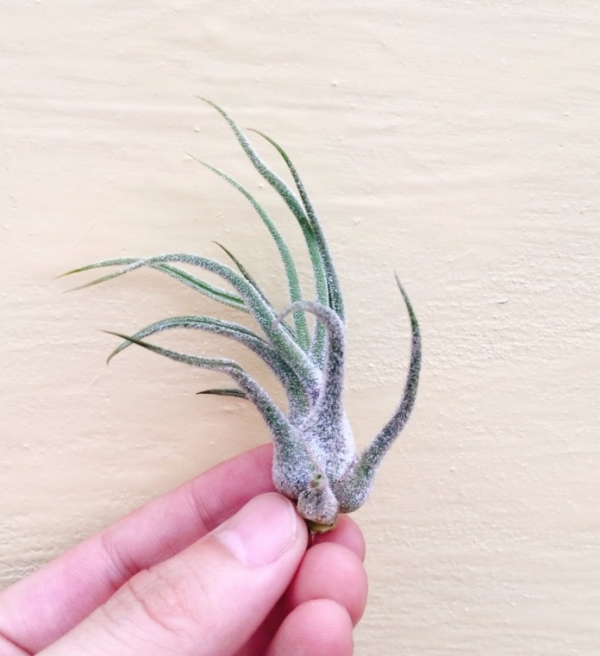 紫犀牛-紅小犀牛／Tillandsia pruinosa 空氣鳳梨，鳳梨花，淨化空氣，綠化，園藝，Tillandsia