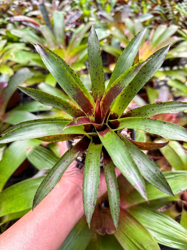 大惡魔水瓶／Vriesea lubbersii 積水鳳梨,鳳梨花