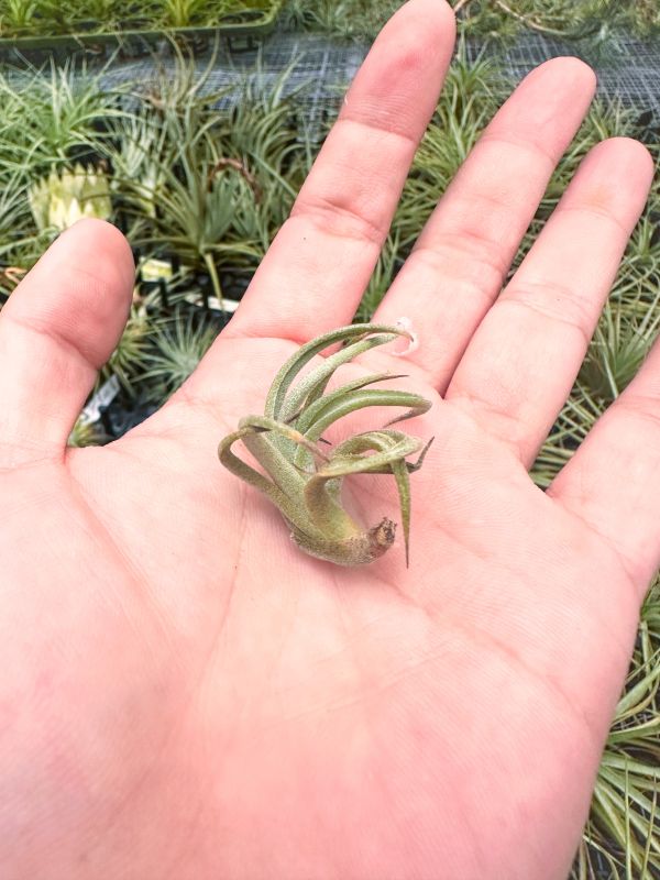 瓜地馬拉未知品種／Tillandsia SP. 空氣鳳梨,鳳梨花,淨化空氣,綠化,園藝,Tillandsia