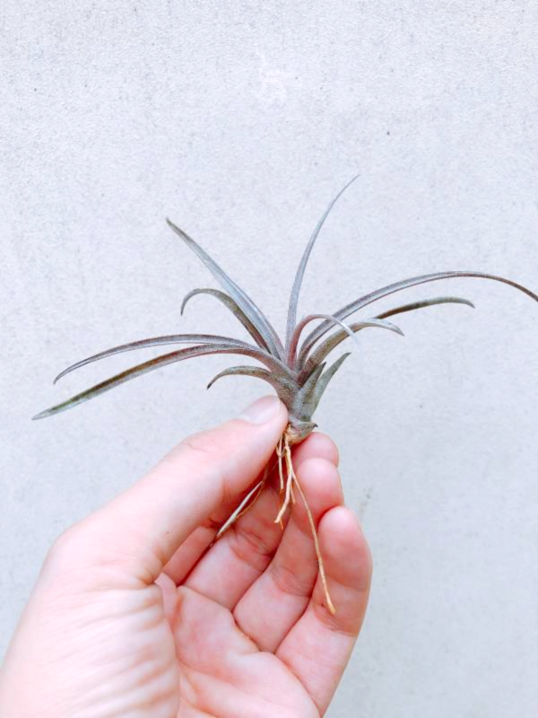 小-卡比他他多明尼加／Tillandsia capitata 'Domingensis' 空氣鳳梨,鳳梨花,淨化空氣,綠化,園藝,Tillandsia