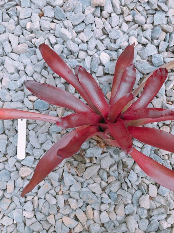 Neoregelia Granada 積水鳳梨,鳳梨花