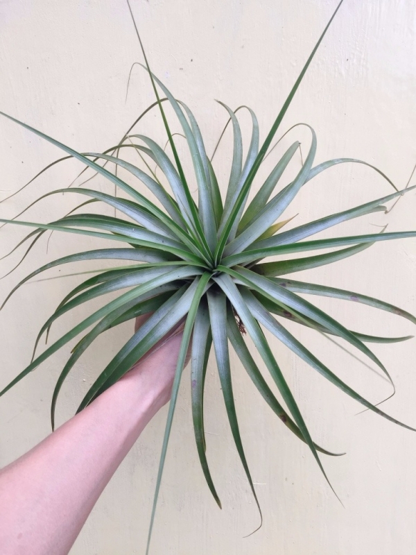 大-費西古拉塔／Tillandsia fasciculata 'Tricolor' 空氣鳳梨，鳳梨花，淨化空氣，綠化，園藝，Tillandsia