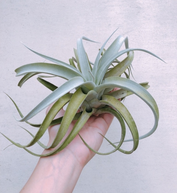 霸王交香檳(新實生)／Tillandsia xerographica x chiapensis 空氣鳳梨，鳳梨花，淨化空氣，綠化，園藝，Tillandsia