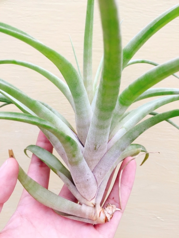 大-花梗芽旋風木柄鳳／Tillandsia flexuosa 'Vivipara' 空氣鳳梨,鳳梨花,淨化空氣,綠化,園藝,Tillandsia