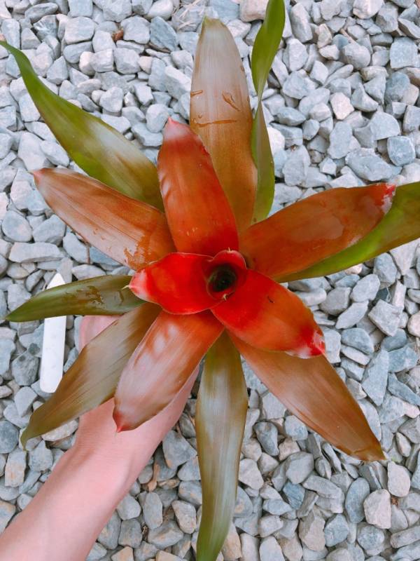 Neoregelia Fall in Love 積水鳳梨,鳳梨花