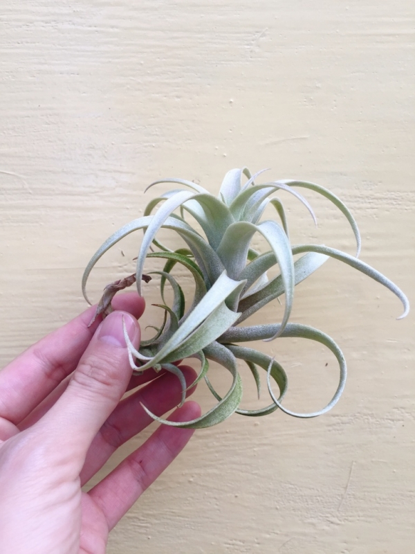 羅西歐／Tillandsia roseoscapa 空氣鳳梨,鳳梨花,淨化空氣,綠化,園藝,Tillandsia