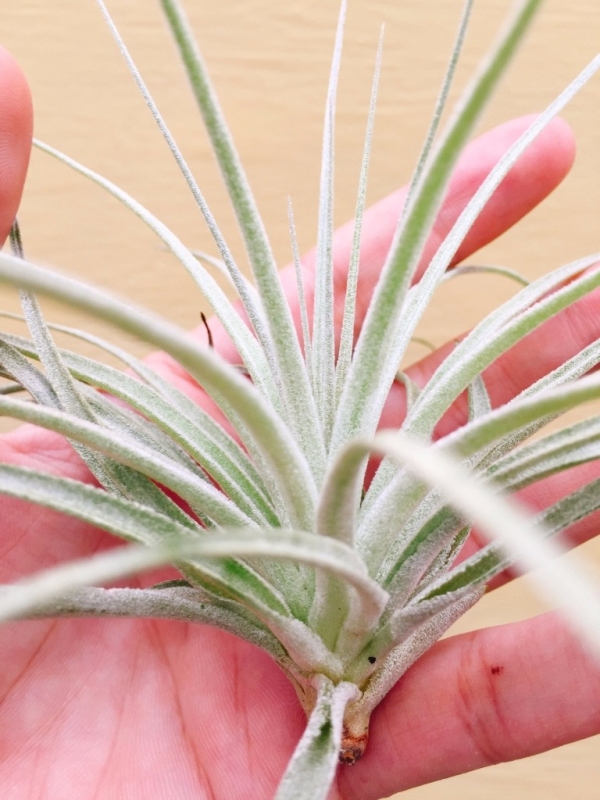 棉花糖／Tillandsia Cotton Candy 空氣鳳梨,鳳梨花,淨化空氣,綠化,園藝,Tillandsia