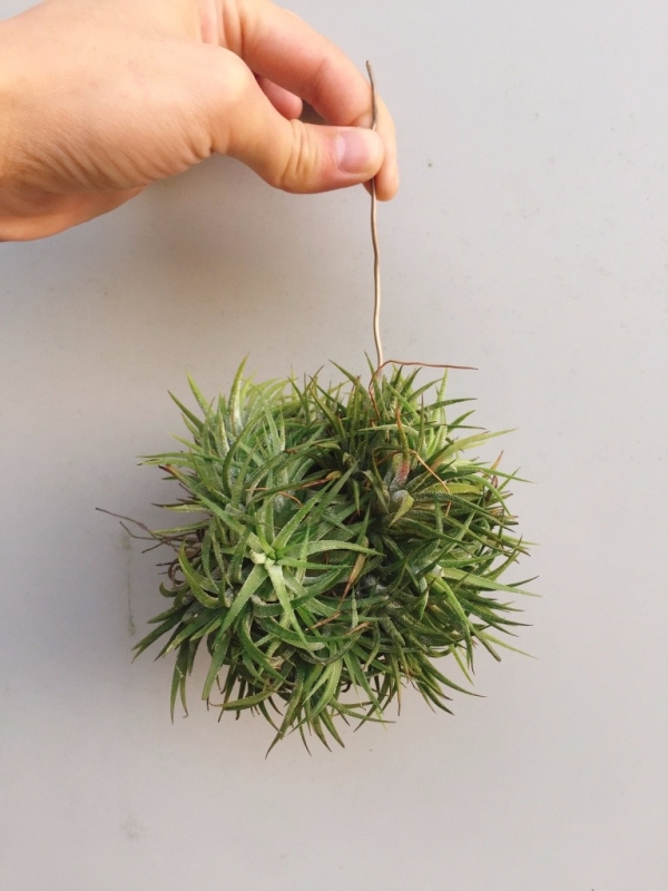 成叢-德魯伊小精靈Tillandsia ionantha 'Druid' 空氣鳳梨，鳳梨花，淨化空氣，綠化，園藝，Tillandsia