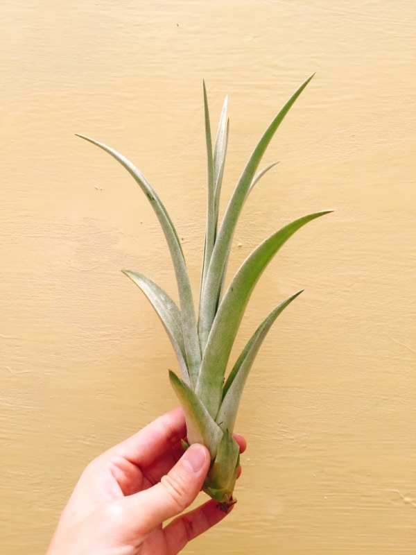 橘色花卡比他他／Tillandsia capitata 'Orange' 空氣鳳梨，鳳梨花，淨化空氣，綠化，園藝，Tillandsia
