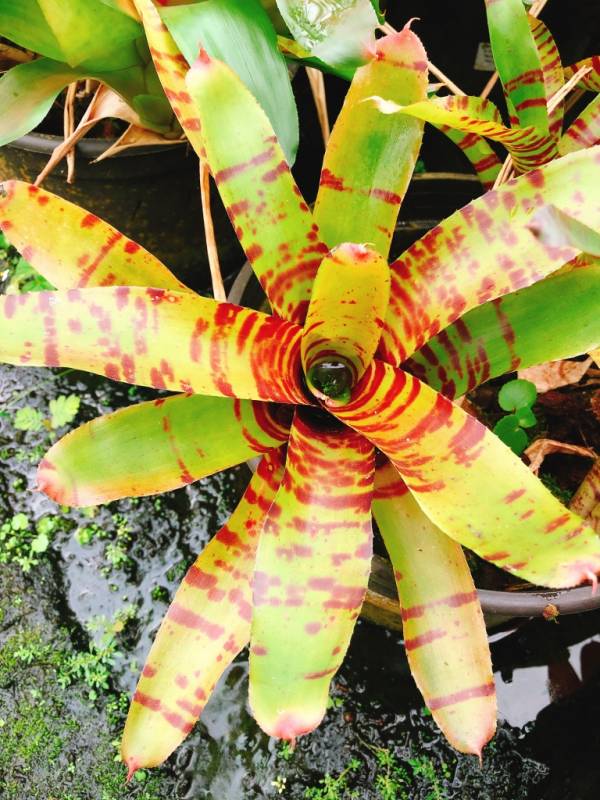 Neoregelia Blushing Tiger 積水鳳梨，鳳梨花