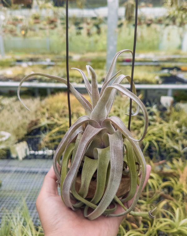 東南亞紅電捲／Tillandsia streptophylla 'Select Red' 空氣鳳梨,鳳梨花,淨化空氣,綠化,園藝,Tillandsia