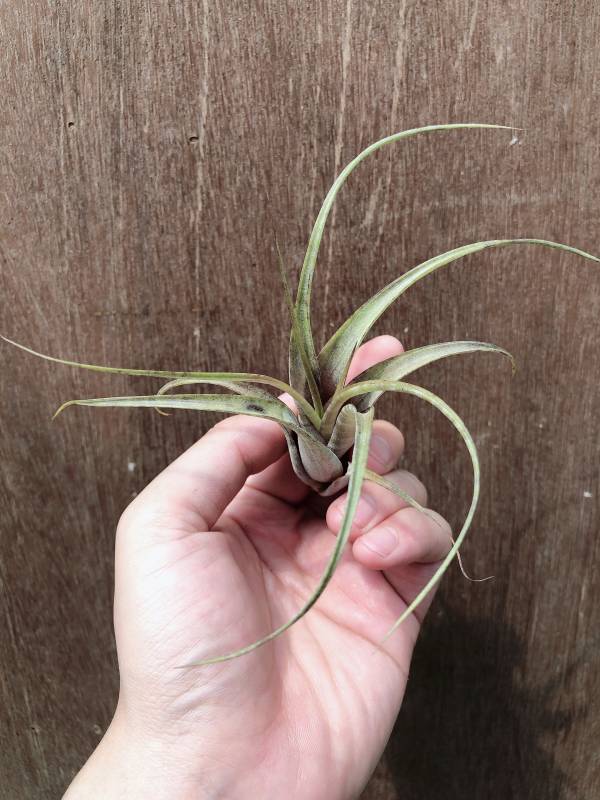 實生-麻花捲旋風木柄鳳／Tillandsia flexuosa 空氣鳳梨,鳳梨花,淨化空氣,綠化,園藝,Tillandsia