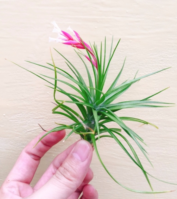 瑪丹娜／Tillandsia montana 空氣鳳梨,鳳梨花,淨化空氣,綠化,園藝,Tillandsia
