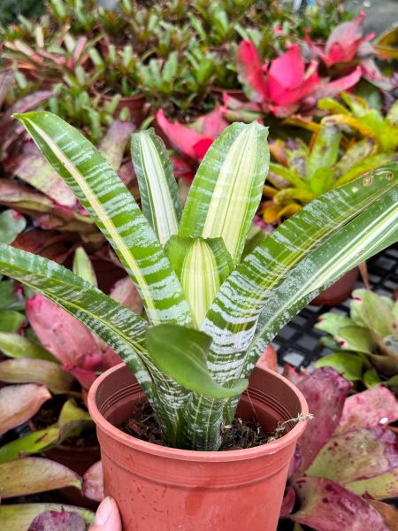 青色斑馬／Aechmea fasciata var. 積水鳳梨,鳳梨花