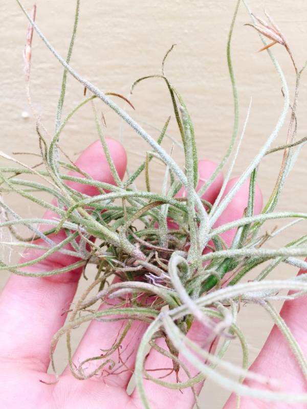 球青苔／Tillandsia recurvata 空氣鳳梨,鳳梨花,淨化空氣,綠化,園藝,Tillandsia