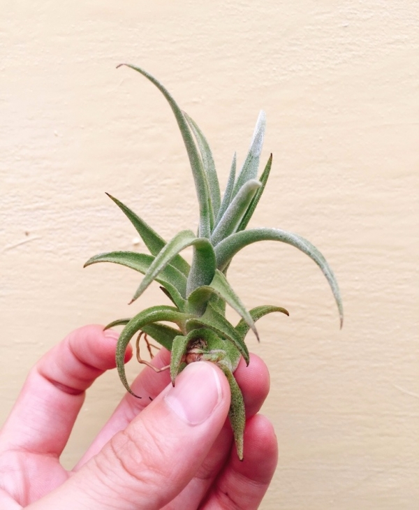 赤兔／Tillandsia edithae 空氣鳳梨，鳳梨花，淨化空氣，綠化，園藝，Tillandsia