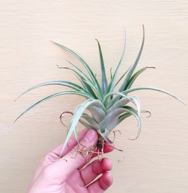卡文斯基／Tillandsia karwinskyana 空氣鳳梨，鳳梨花，淨化空氣，綠化，園藝，Tillandsia