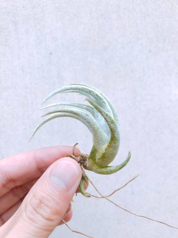 子彈／Tillandsia mitlaensis 空氣鳳梨，鳳梨花，淨化空氣，綠化，園藝，Tillandsia