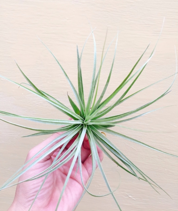 多國花x薄紗／Tillandsia stricta x gardneri 空氣鳳梨，鳳梨花，淨化空氣，綠化，園藝，Tillandsia