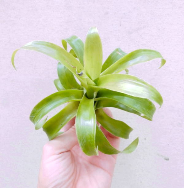 大紅袍／Tillandsia rubella 空氣鳳梨，鳳梨花，淨化空氣，綠化，園藝，Tillandsia