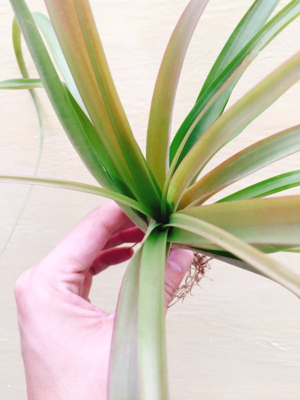 煙火／Tillandsia flabellata 空氣鳳梨，鳳梨花，淨化空氣，綠化，園藝，Tillandsia