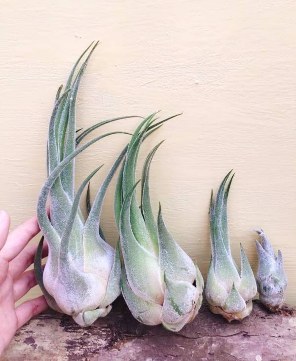 中-犀牛／Tillandsia seleriana 空氣鳳梨,鳳梨花,淨化空氣,綠化,園藝,Tillandsia