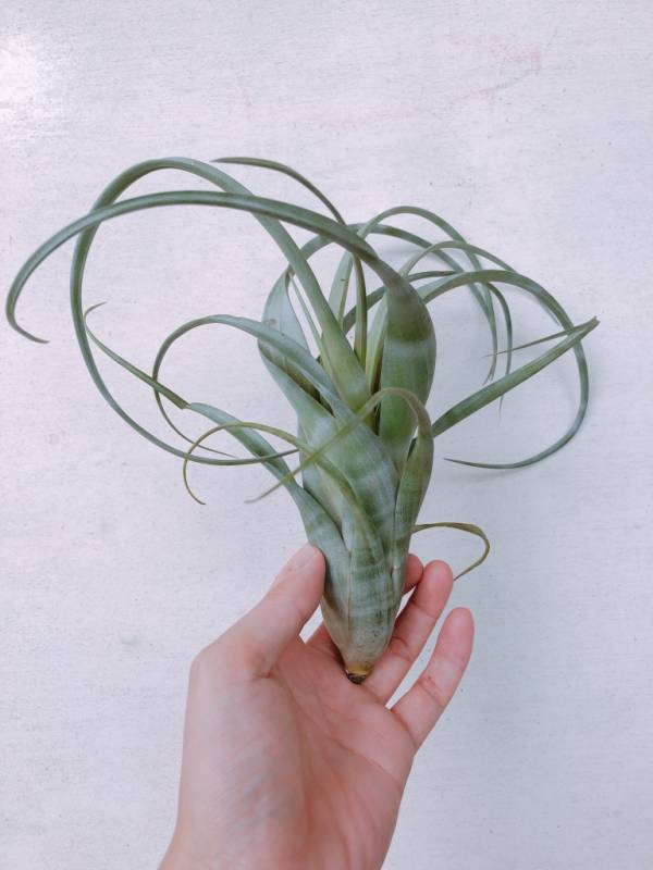 實生-麻花捲旋風木柄鳳／Tillandsia flexuosa 空氣鳳梨,鳳梨花,淨化空氣,綠化,園藝,Tillandsia