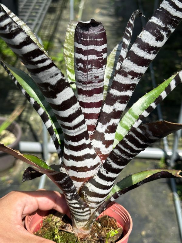 台產實生黑斑馬／Aechmea chantinii 'Ebony' seedling 積水鳳梨,鳳梨花