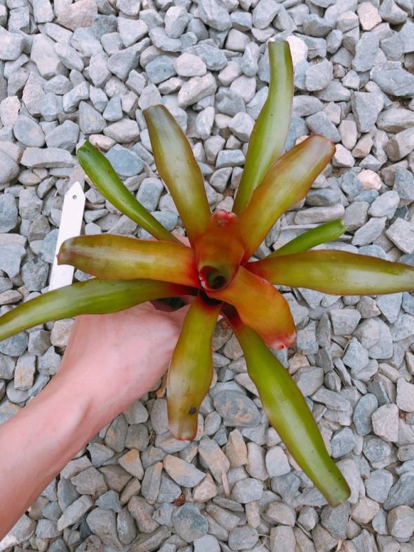 Neoregelia Hades Fire 積水鳳梨,鳳梨花