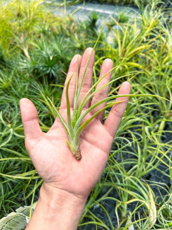 小精靈交紅女王頭／Tillandsia ionantha x paucifolia 空氣鳳梨,鳳梨花,淨化空氣,綠化,園藝,Tillandsia