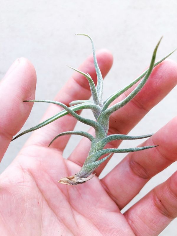 白水晶／Tillandsia diaguitensis 空氣鳳梨，鳳梨花，淨化空氣，綠化，園藝，Tillandsia
