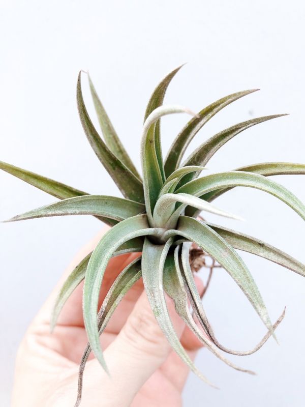 稀有品種／Tillandsia santosiae 空氣鳳梨，鳳梨花，淨化空氣，綠化，園藝，Tillandsia