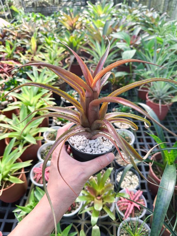 紅酒瓶鳳梨 / Aechmea recurvata 'Red' 積水鳳梨,鳳梨花