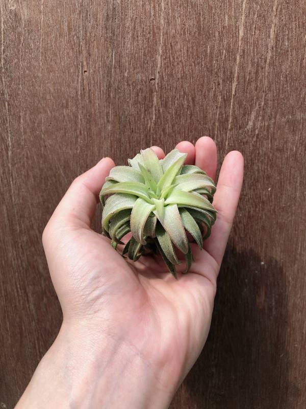 中-醬爆小精靈／Tillandsia ionantha var. van-hyningii "Jumbo" 空氣鳳梨,鳳梨花,淨化空氣,綠化,園藝,Tillandsia