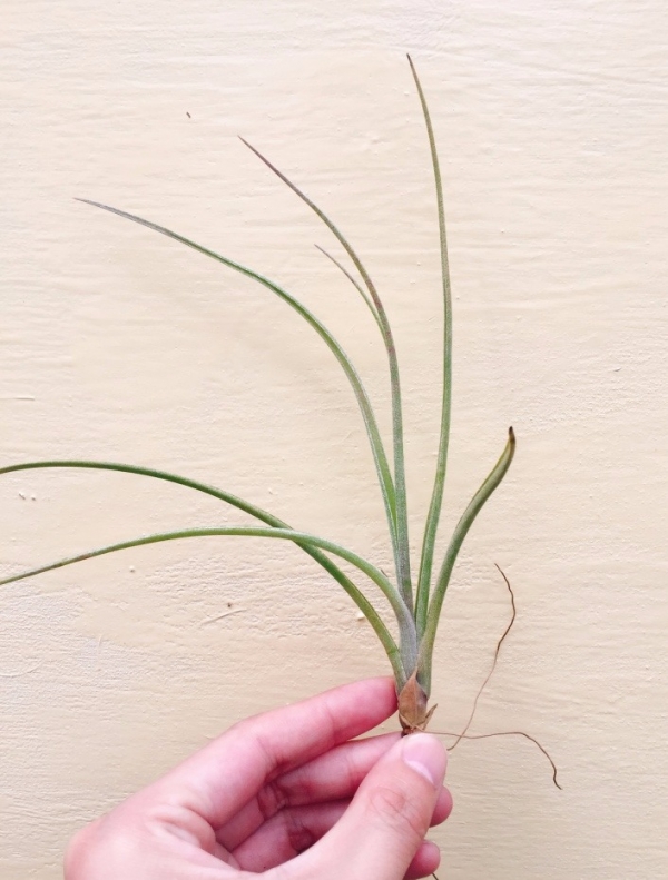 花梗芽貝利伊／Tillandsia baileyi ‘Vivipara' 空氣鳳梨，鳳梨花，淨化空氣，綠化，園藝，Tillandsia