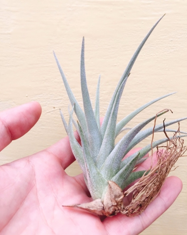 貝爾梅霍交種／Tillandsia bermejoensis Hybrid 空氣鳳梨，鳳梨花，淨化空氣，綠化，園藝，Tillandsia