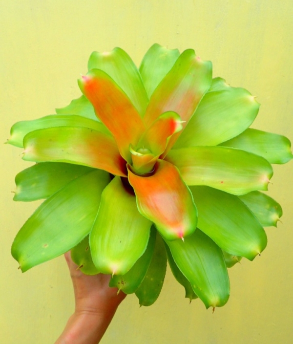 黛比／Neoregelia Debbie 積水鳳梨，鳳梨花