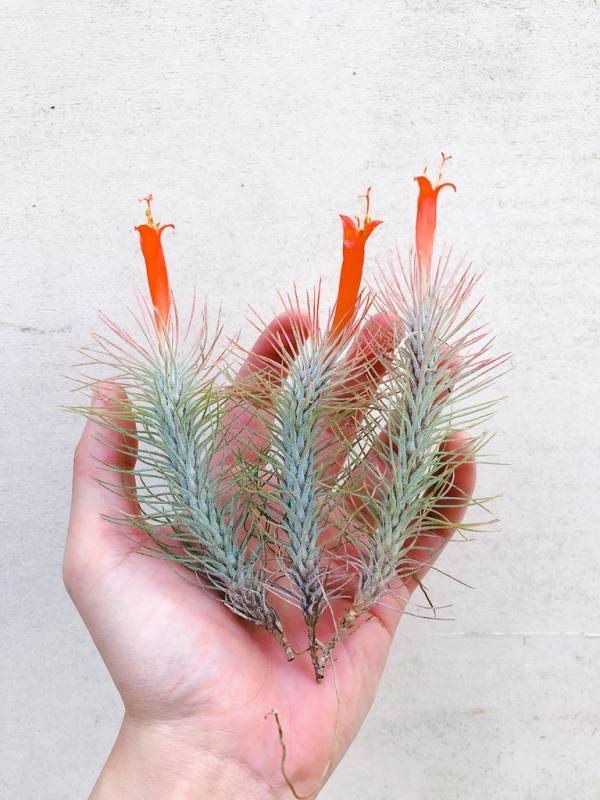 小-小狐尾／Tillandsia funckiana 空氣鳳梨,鳳梨花,淨化空氣,綠化,園藝,Tillandsia