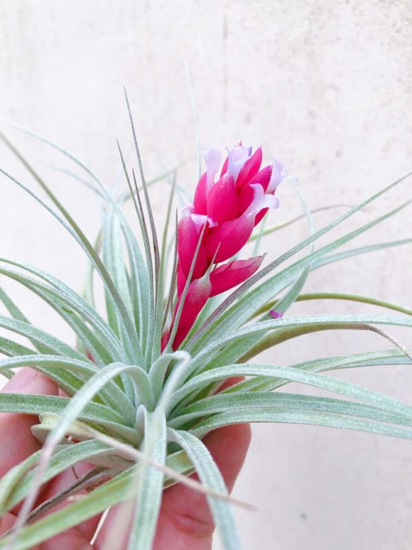 大-休士頓／Tillandsia Houston 空氣鳳梨，鳳梨花，淨化空氣，綠化，園藝，Tillandsia