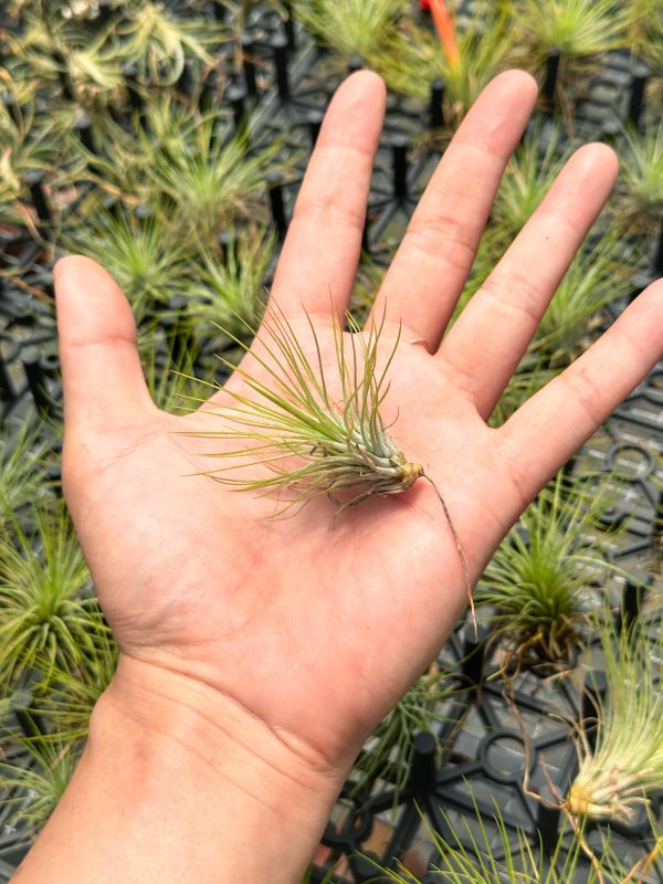 小狐尾x紅寶石／Tillandsia funckiana x andreana 空氣鳳梨,鳳梨花,淨化空氣,綠化,園藝,Tillandsia