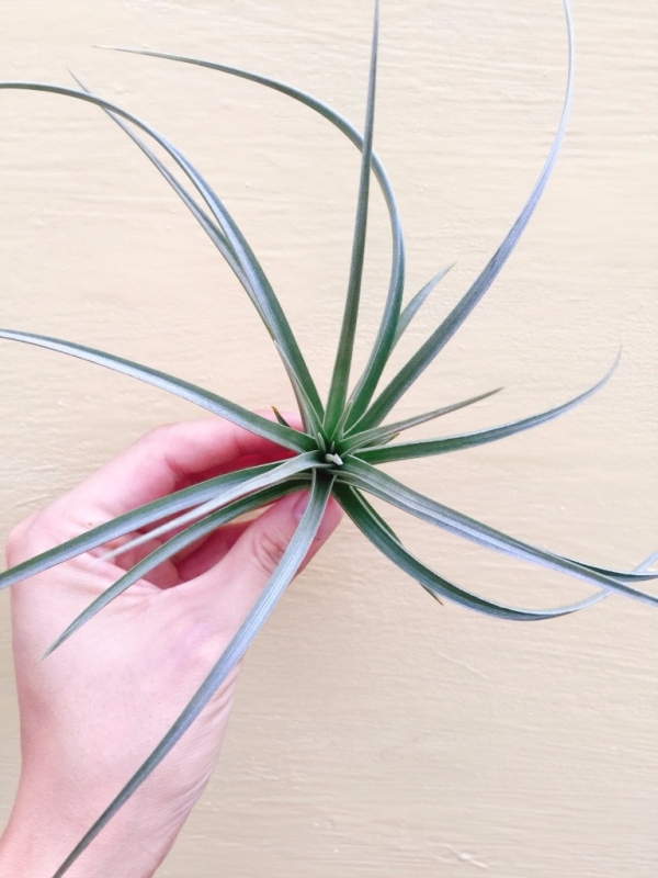 黃花風鈴／Tillandsia jucunda 空氣鳳梨，鳳梨花，淨化空氣，綠化，園藝，Tillandsia