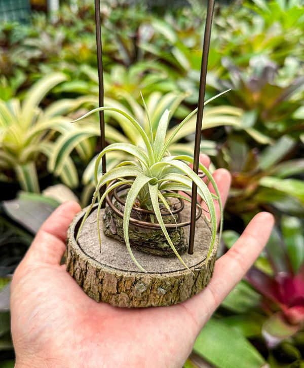 勞倫茲交迷你電捲實生苗／Tillandsia lorentziana x diguetii 空氣鳳梨,鳳梨花,淨化空氣,綠化,園藝,Tillandsia