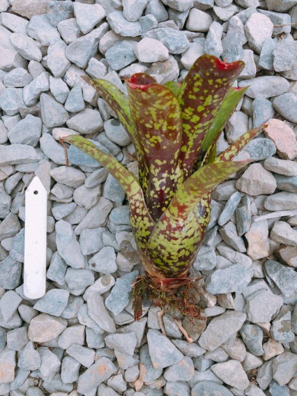 Neoregelia ampullacea x marmorata 積水鳳梨,鳳梨花
