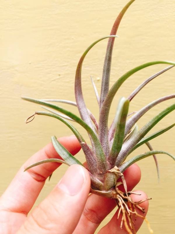 小-卡比他他多明尼加／Tillandsia capitata 'Domingensis' 空氣鳳梨,鳳梨花,淨化空氣,綠化,園藝,Tillandsia